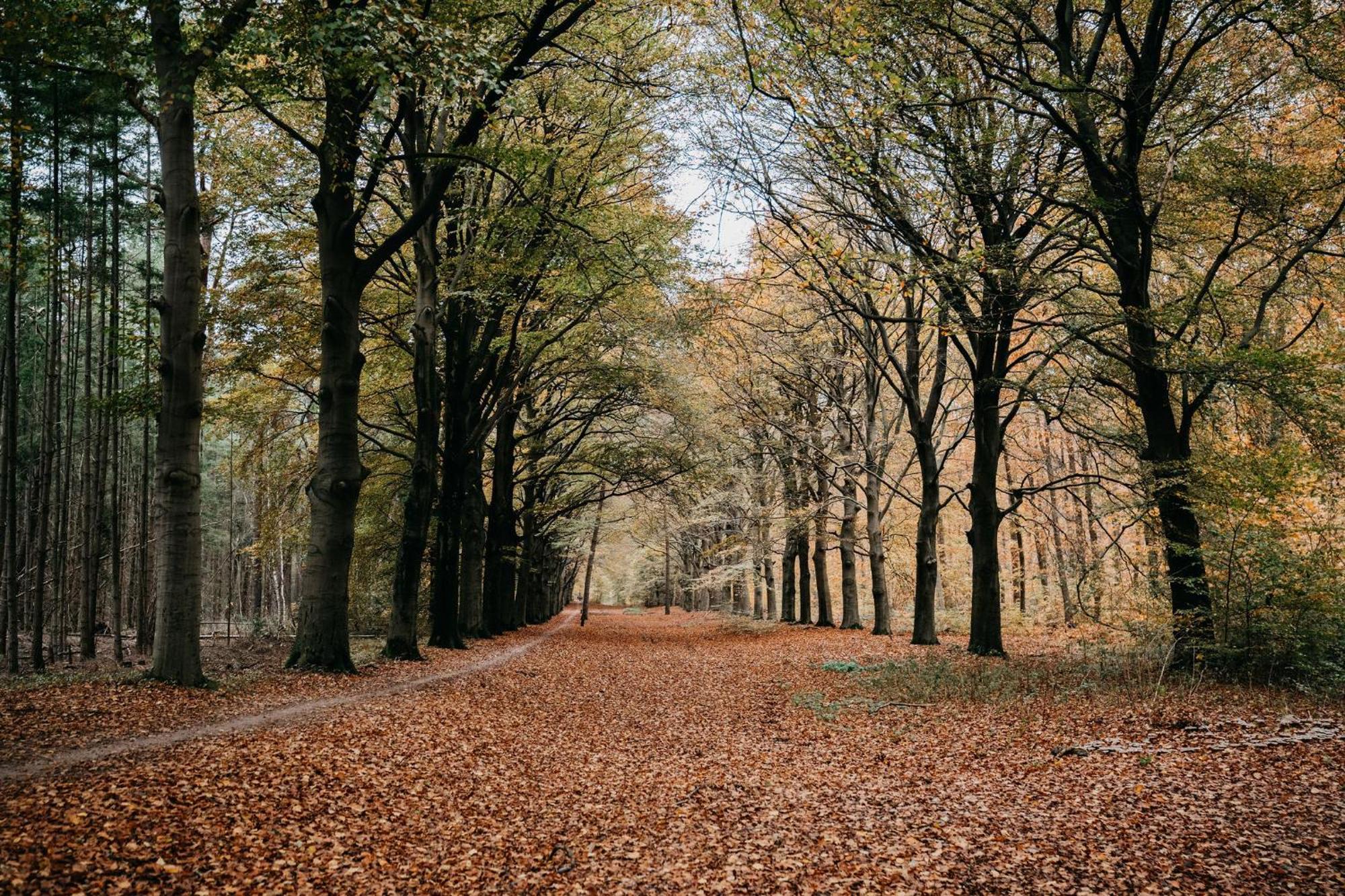 Boetiekhotel De Kastanjehof Lage Vuursche Dış mekan fotoğraf